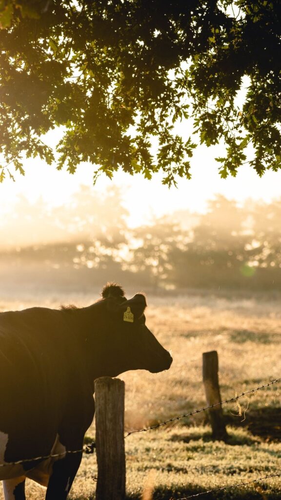 Cow in Pasture 