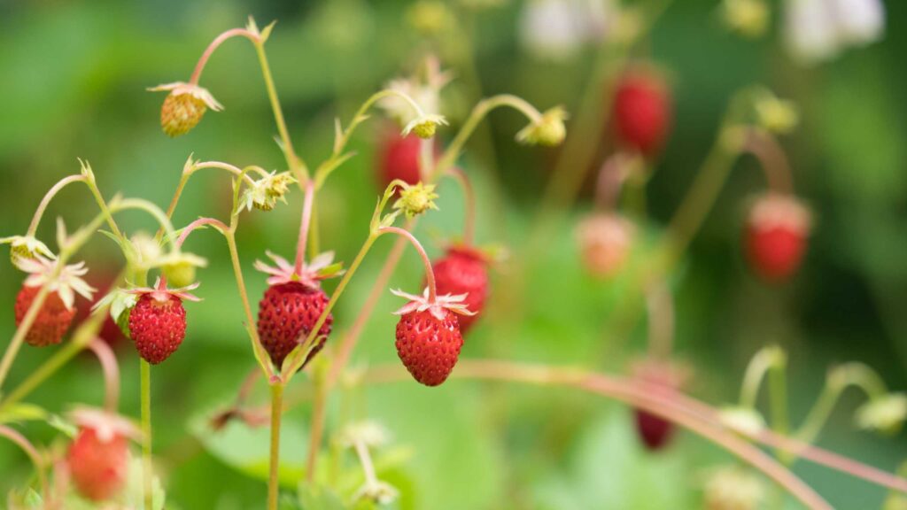 Wild Strawberries 